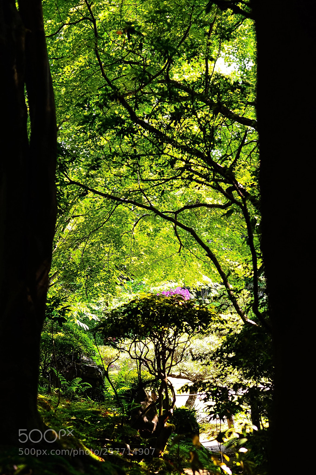Nikon Df sample photo. Flower in the forest photography