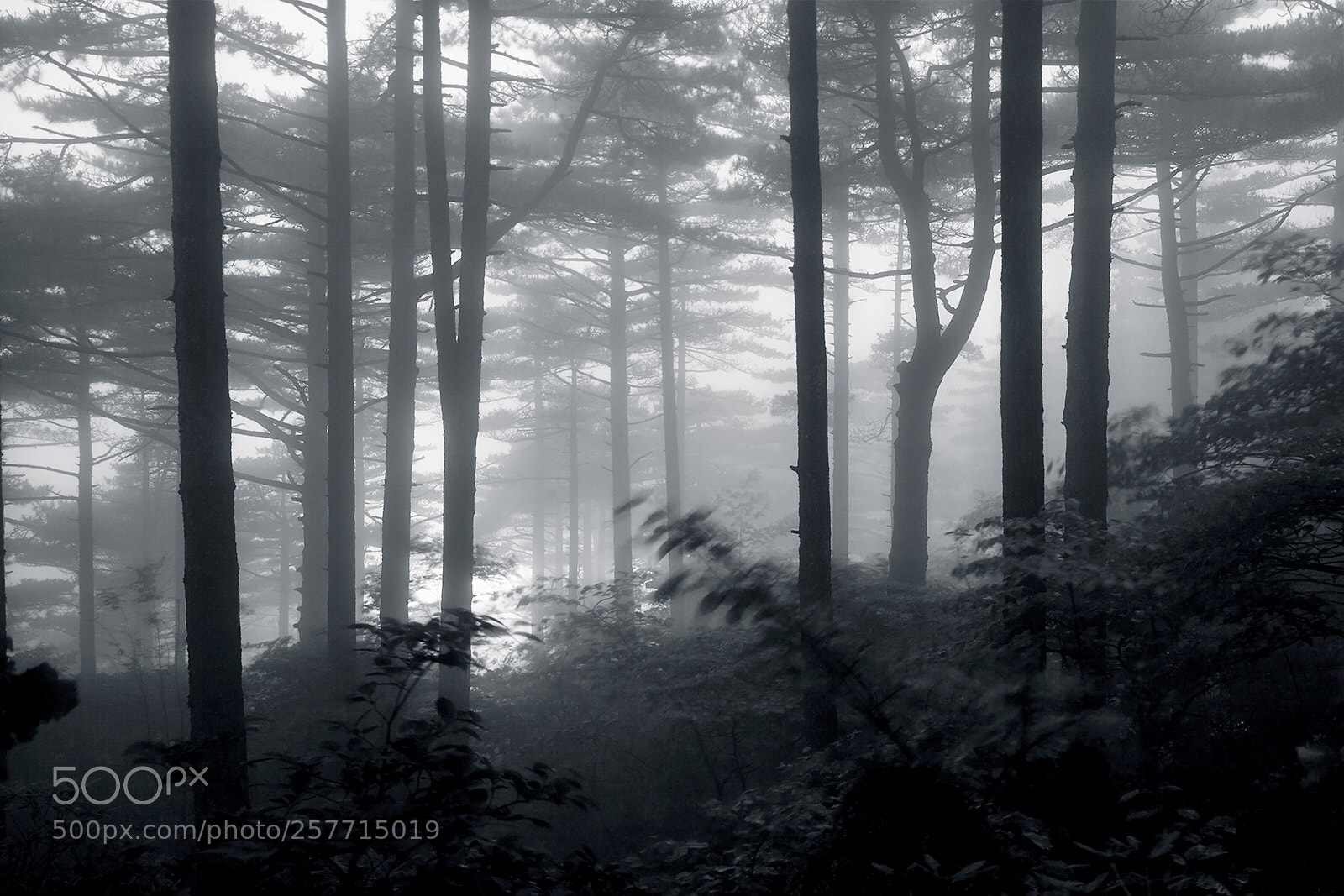 Canon EOS 5D Mark II sample photo. Fog photography
