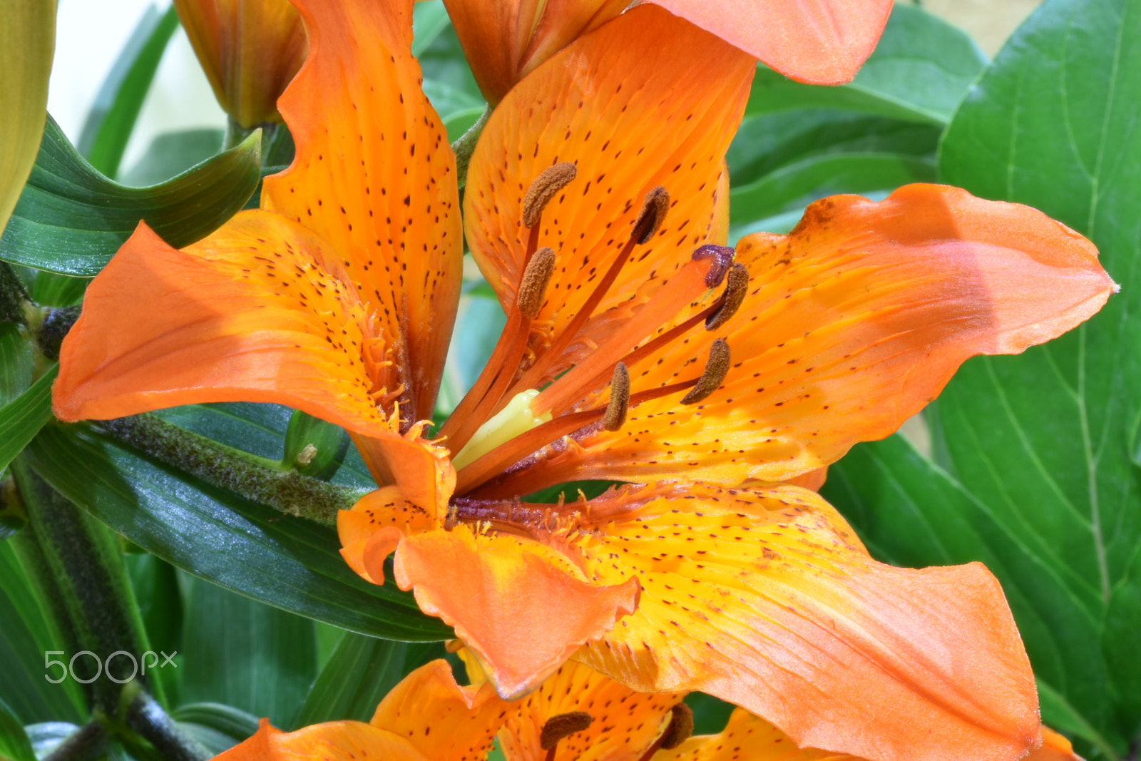 Nikon D5600 sample photo. Colourfull flower photography