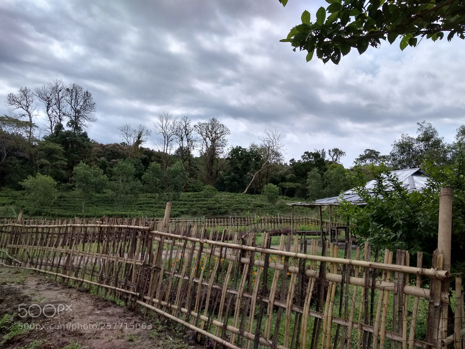 Xiaomi Redmi 4A sample photo. Rural tea garden with photography