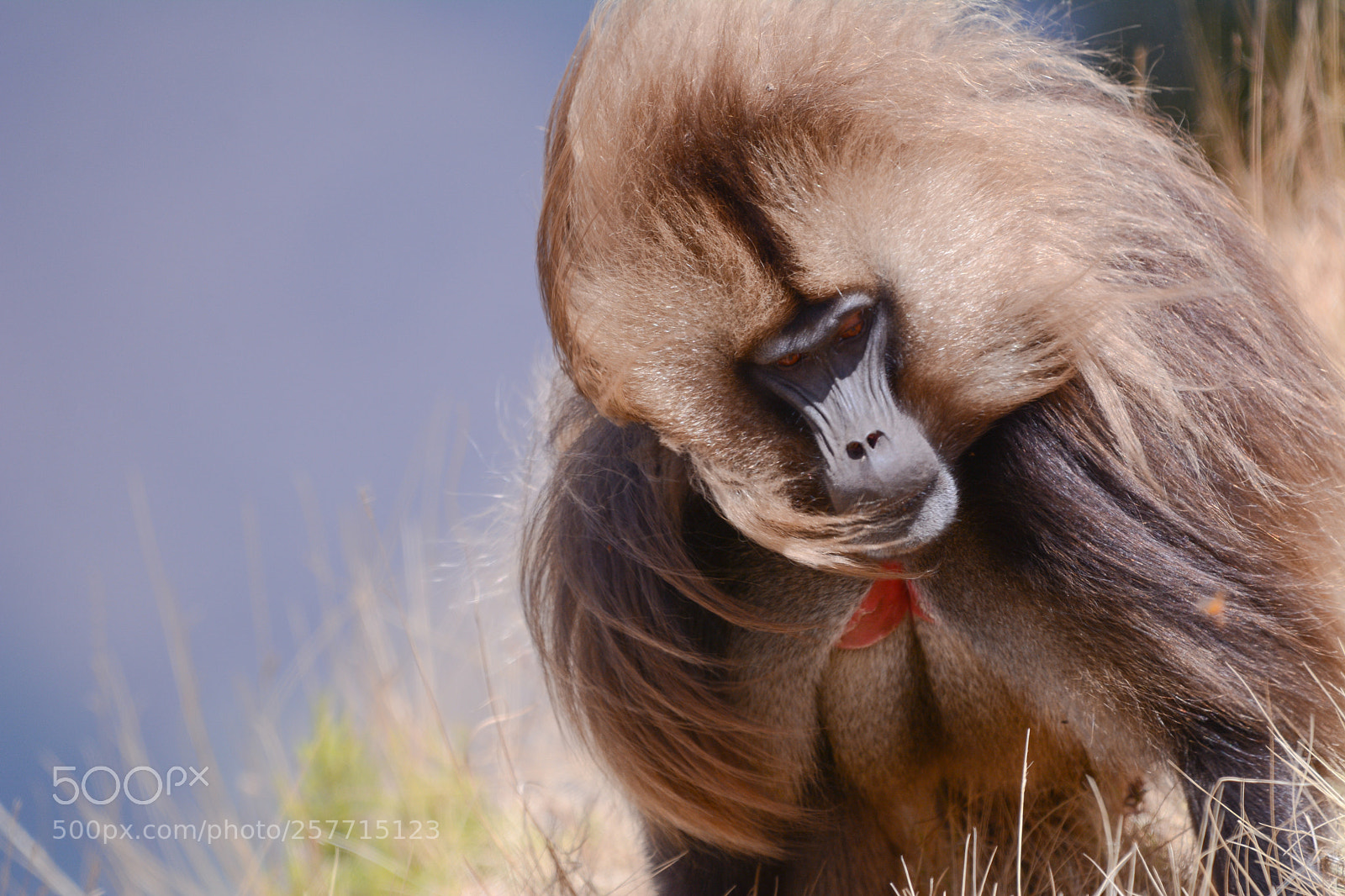 Nikon D7100 sample photo. Walking gelada monkey photography
