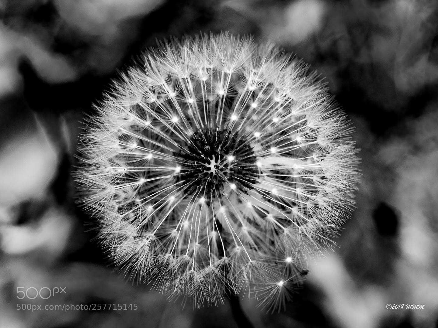 Canon EOS 77D (EOS 9000D / EOS 770D) sample photo. Backyard star - stars photography