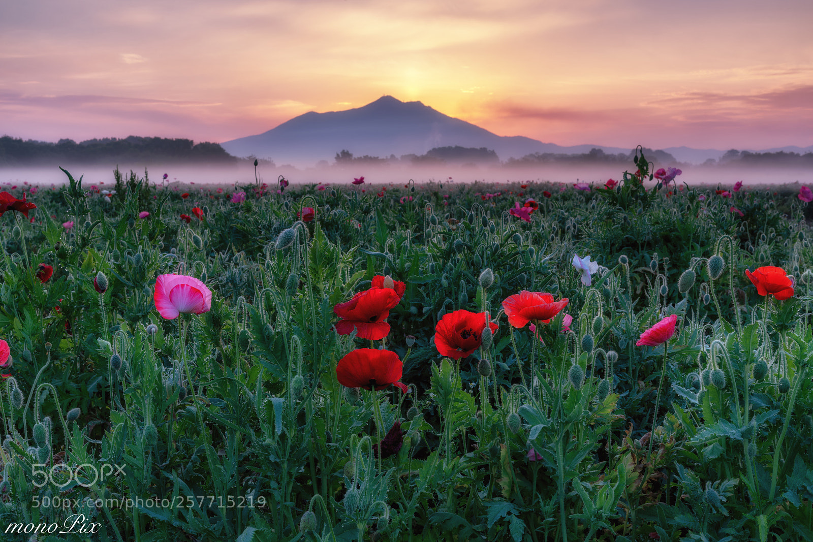 Sony a7R III sample photo. Morning fog of poppy photography