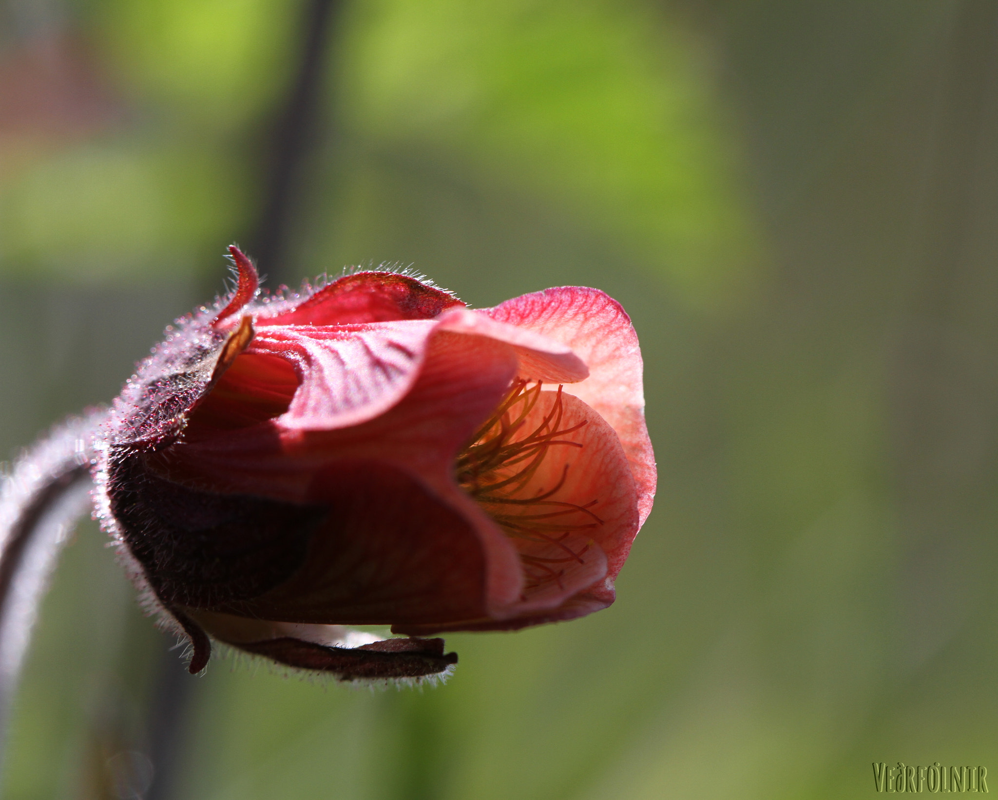 Canon EF 100mm F2.8L Macro IS USM sample photo
