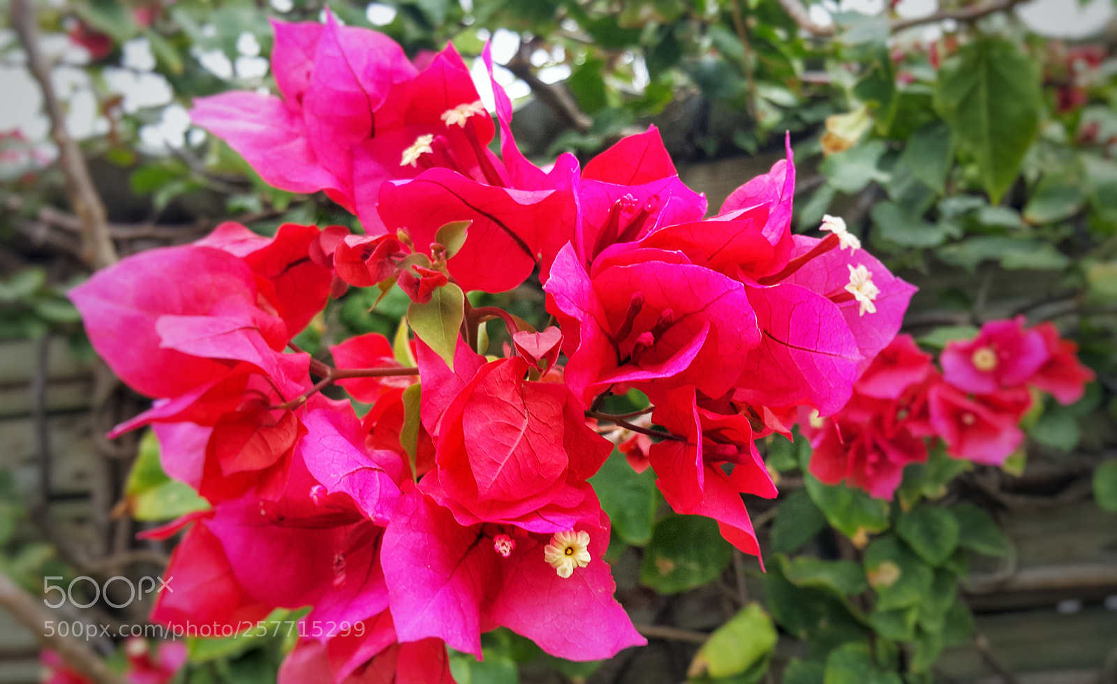 Samsung Galaxy Note4 sample photo. Feliz dia das m photography
