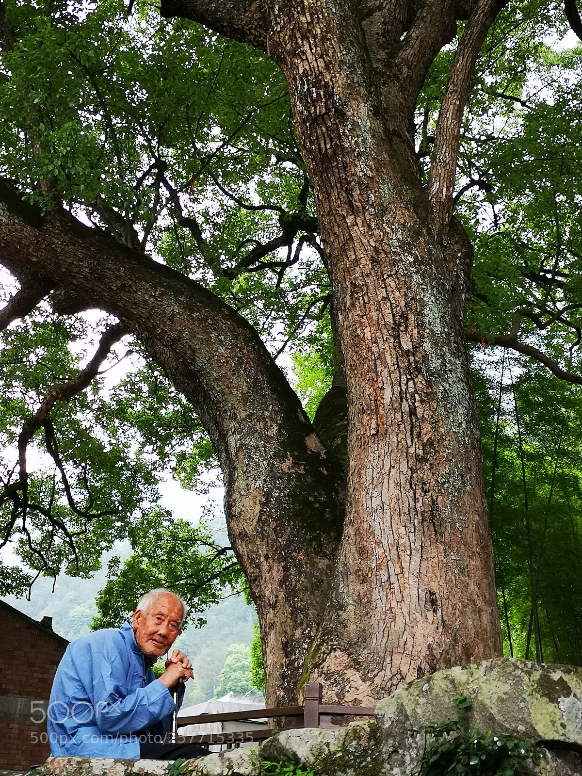 HUAWEI P20 sample photo. 老人与古树 photography