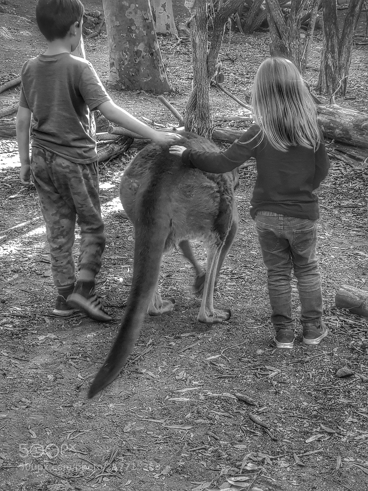 Samsung Galaxy S9+ sample photo. Walking with kangaroo photography