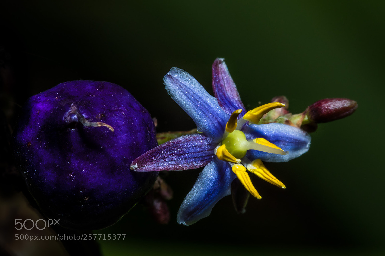 Canon EOS 80D sample photo. Dianella photography
