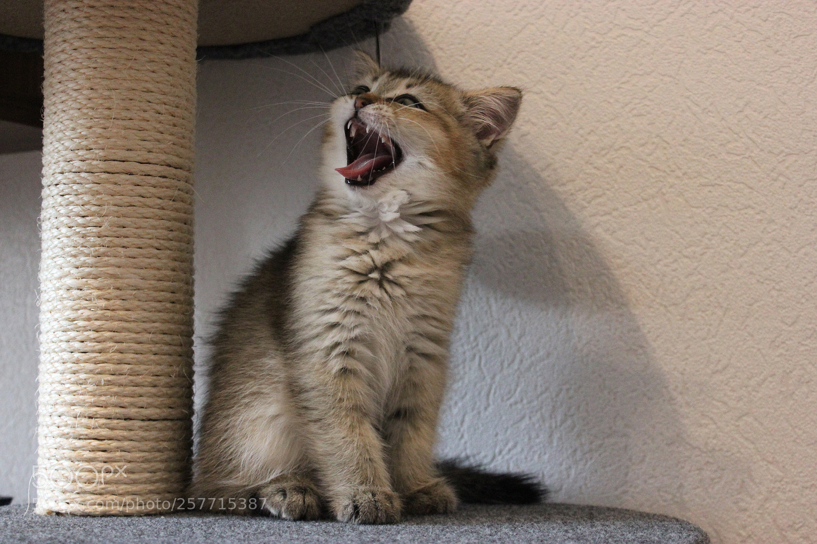 Canon EF-S 18-55mm F3.5-5.6 IS sample photo. Yawn photography