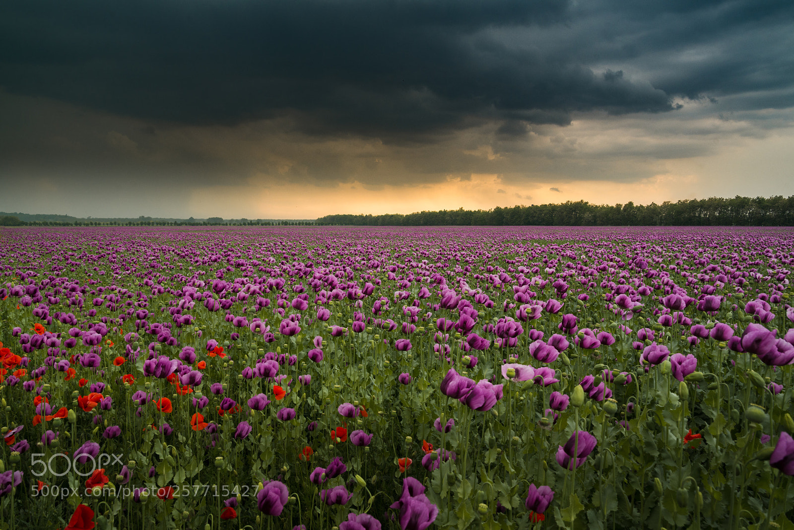 Nikon D610 sample photo. Opium poppy field photography
