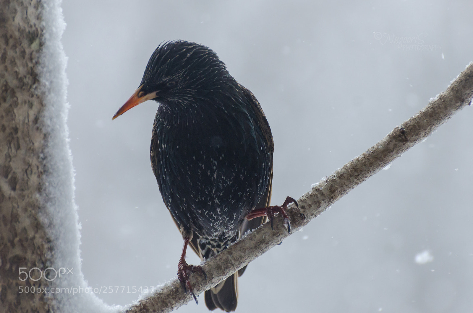 Nikon D7000 sample photo. Starling in winter photography