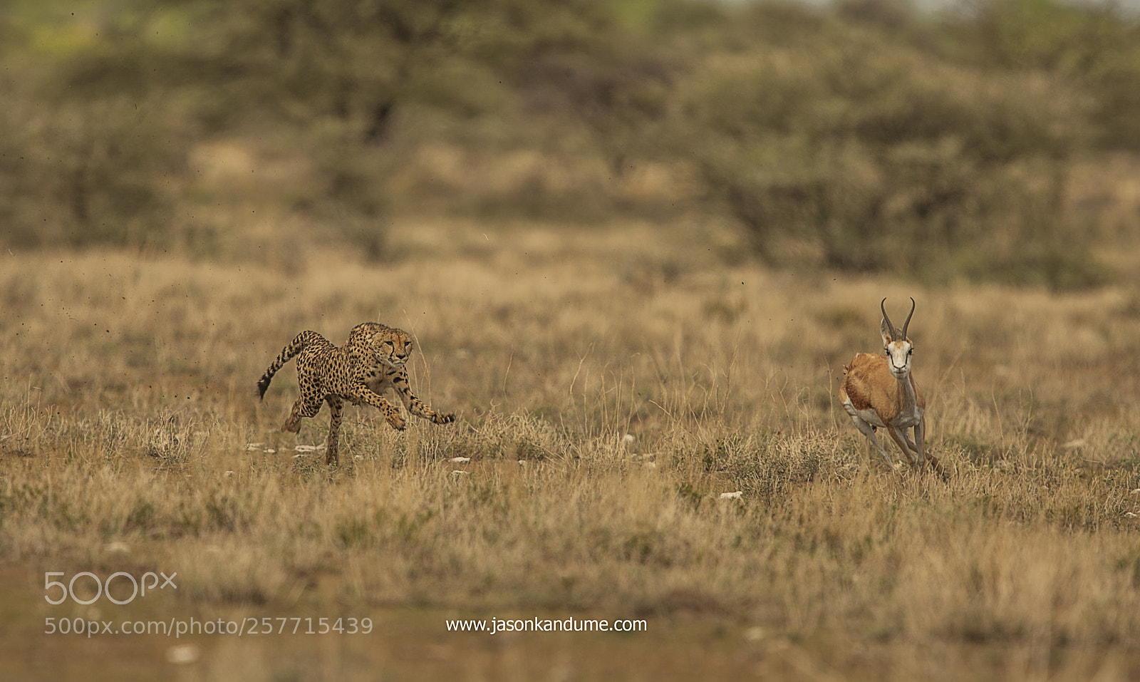 Canon EOS-1D X Mark II sample photo. Cheetah chasing a springbok photography
