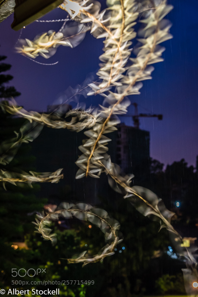 Nikon D750 sample photo. Flying termites photography