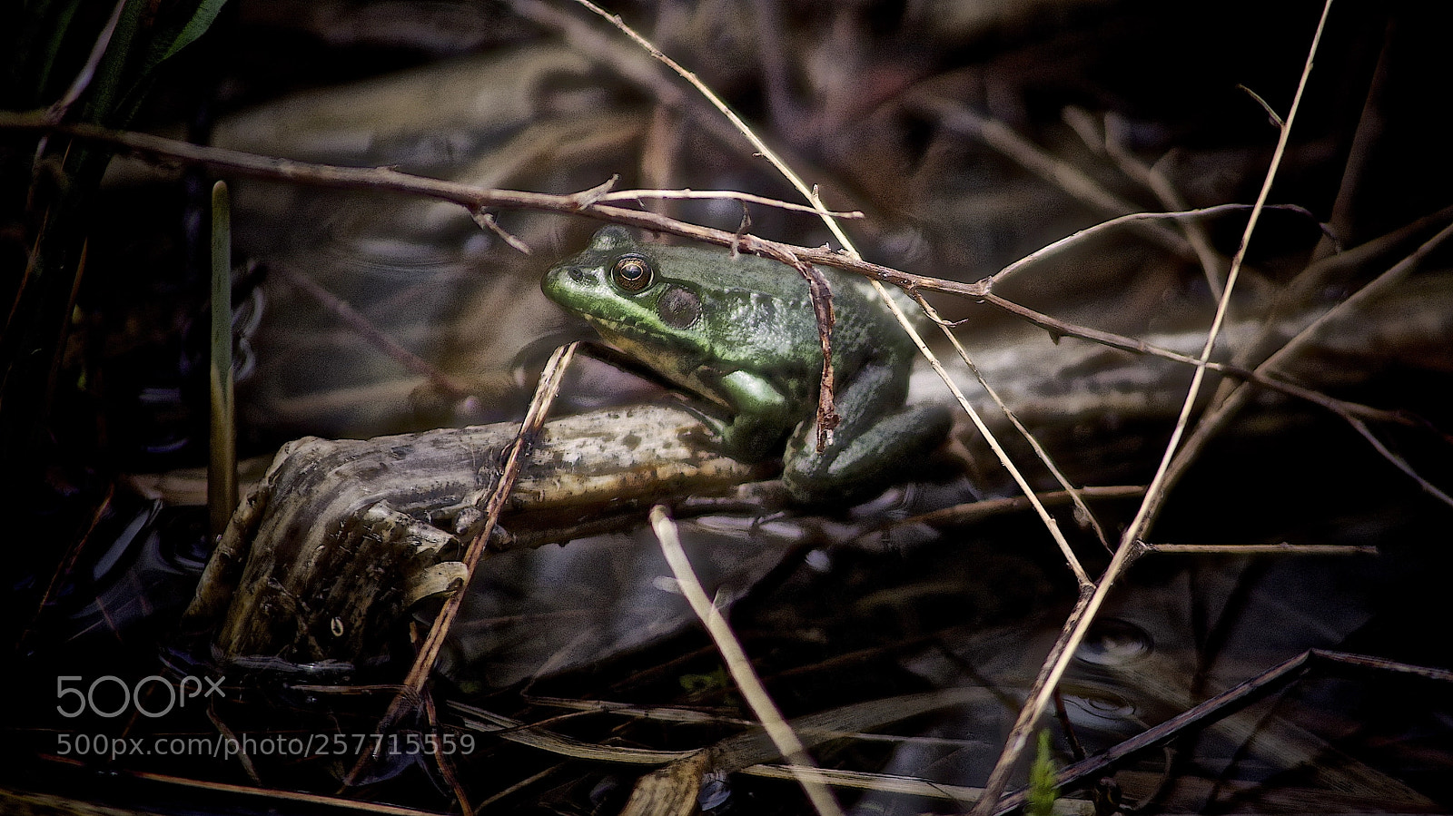 Pentax K-1 sample photo. Pond life photography