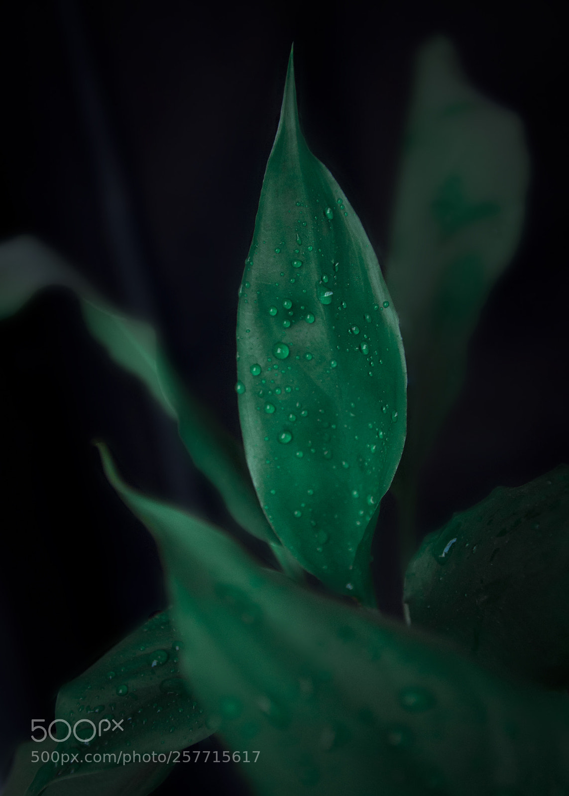 Nikon D5000 sample photo. Untitled photography