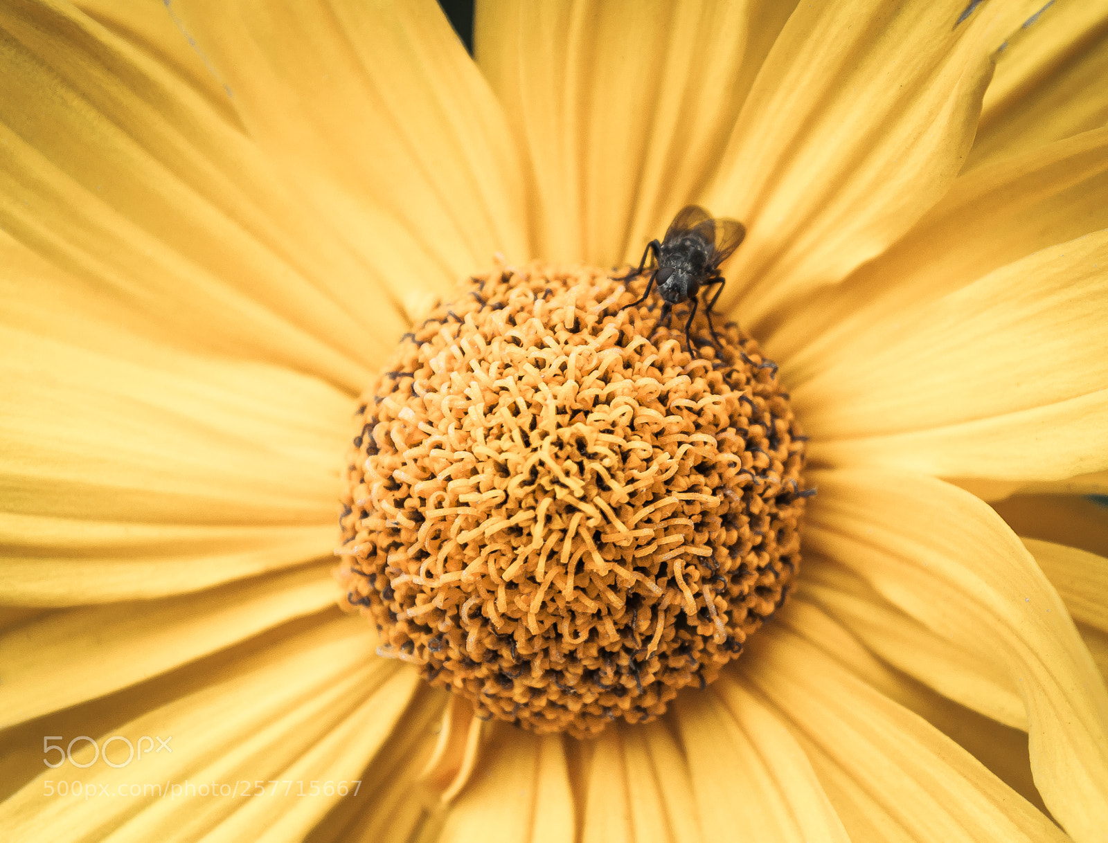 Nikon D5000 sample photo. Golden memories photography