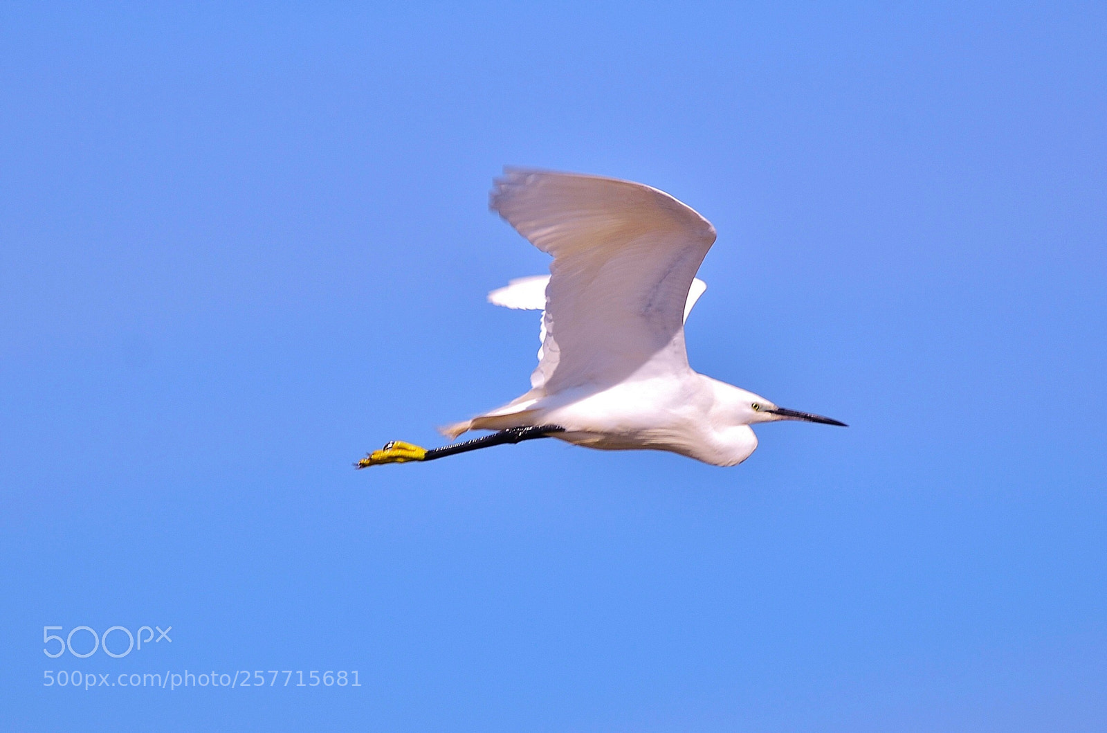 Nikon D7000 sample photo. Great white heron photography