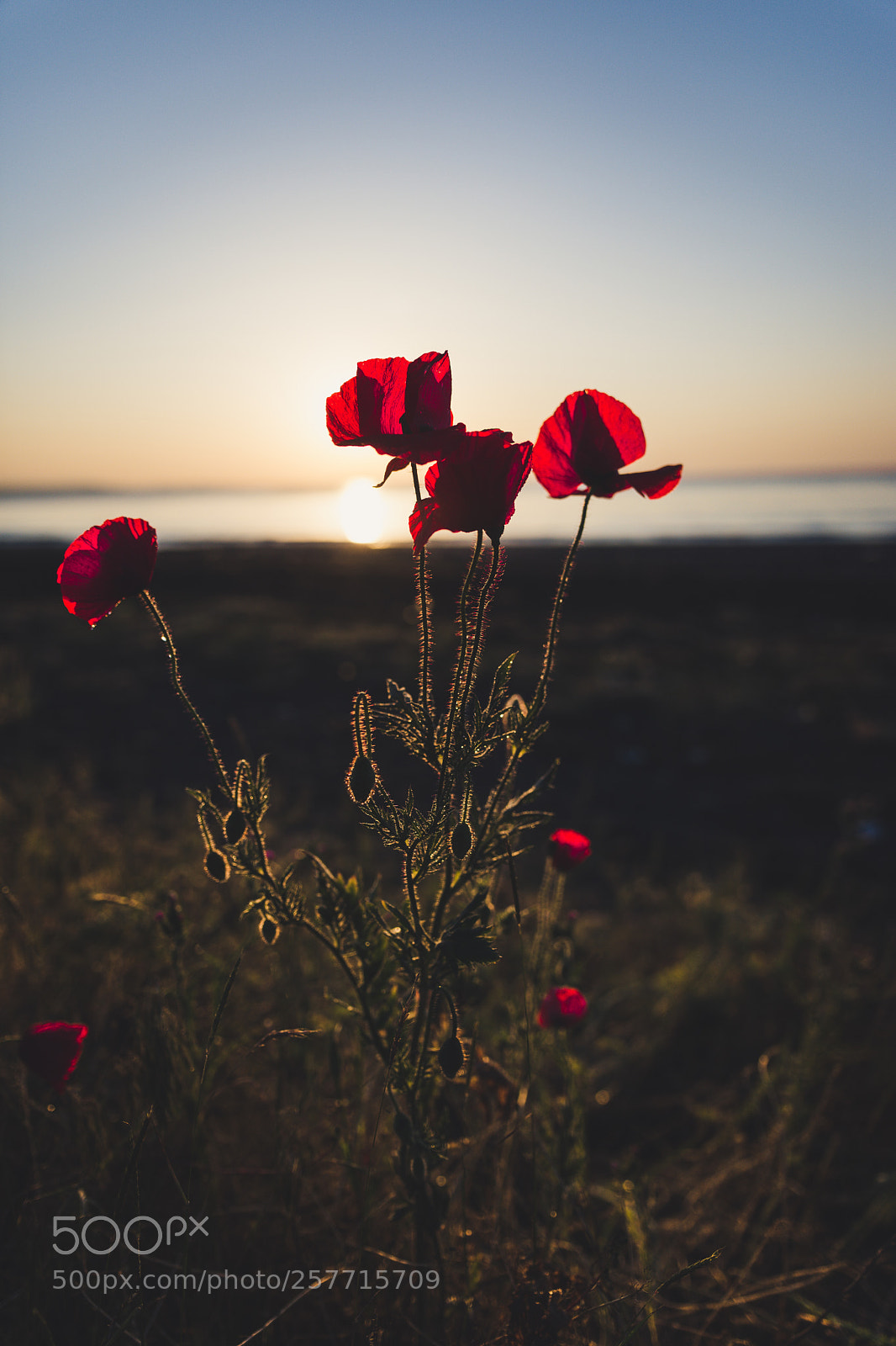 Nikon D7200 sample photo. Poppy morning photography