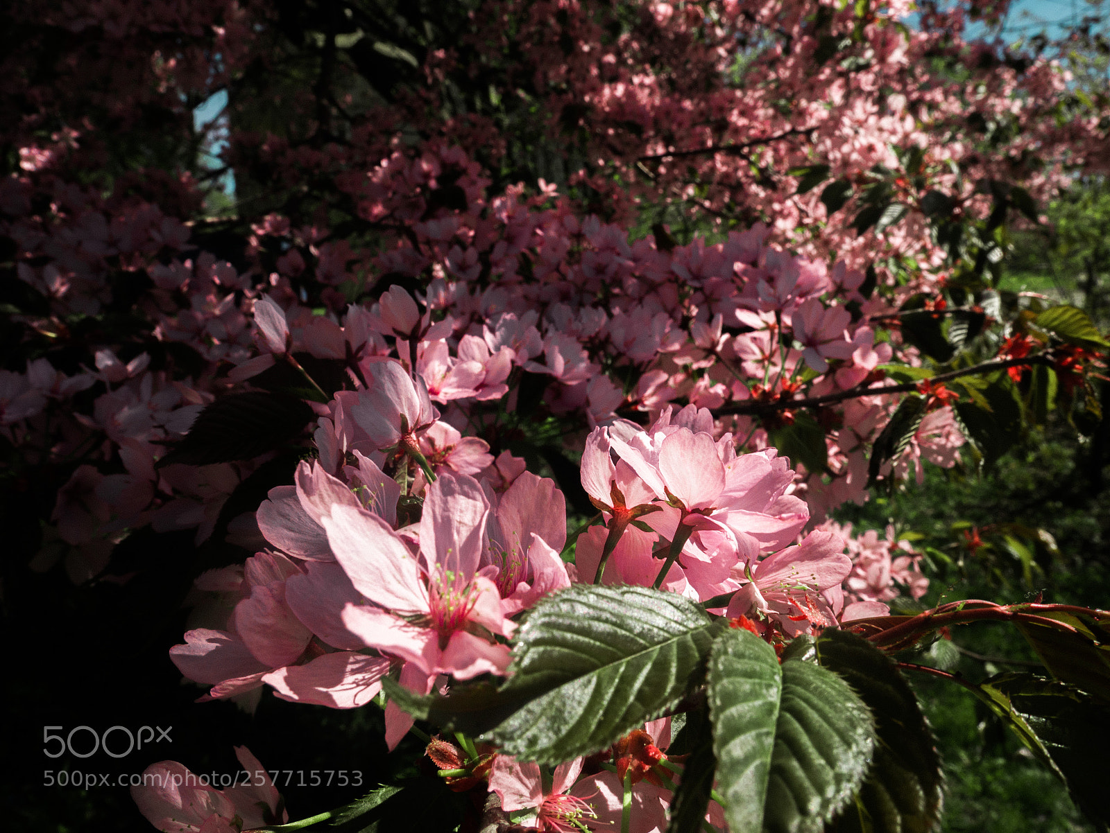 Panasonic Lumix DMC-GX85 (Lumix DMC-GX80 / Lumix DMC-GX7 Mark II) sample photo. Blossom photography
