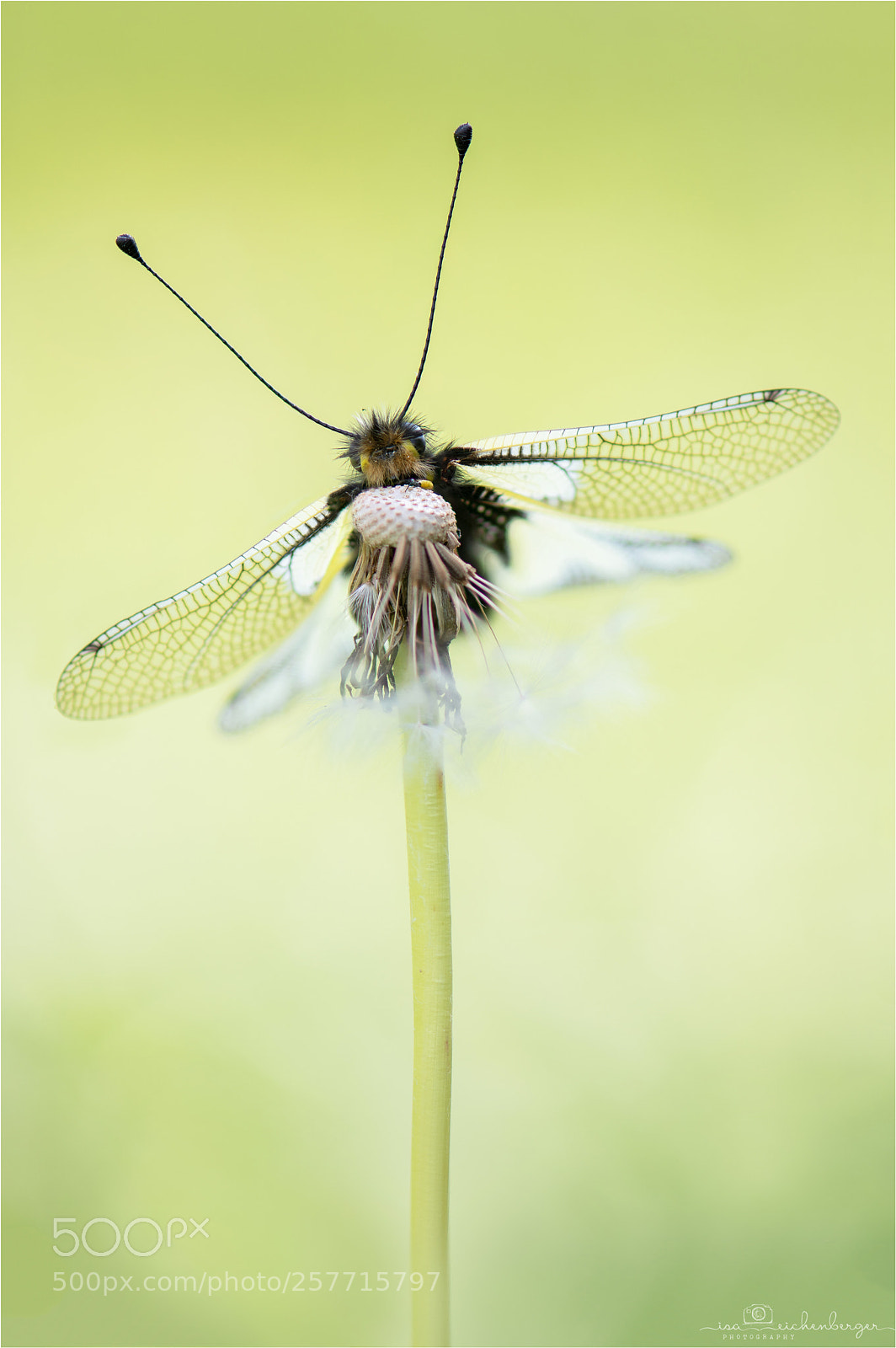 Nikon D850 sample photo. Flying beauty photography