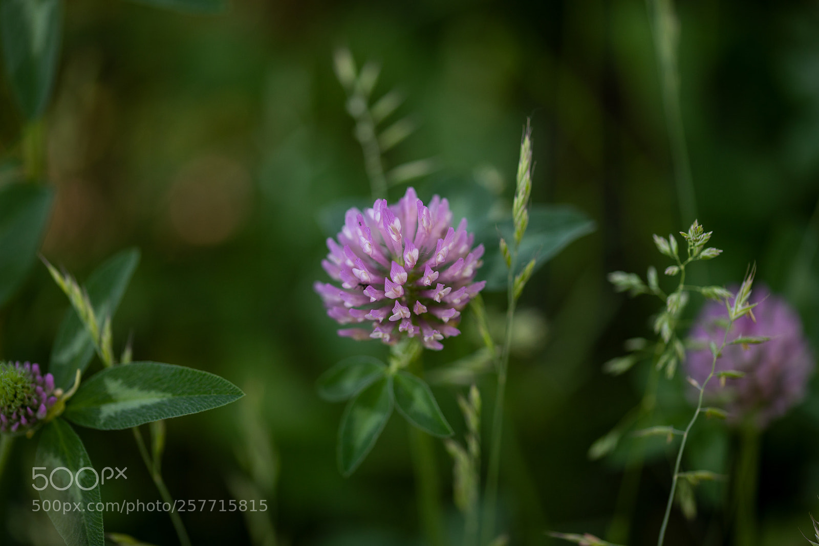 Canon EOS 5D Mark IV sample photo. Clover in the grass photography