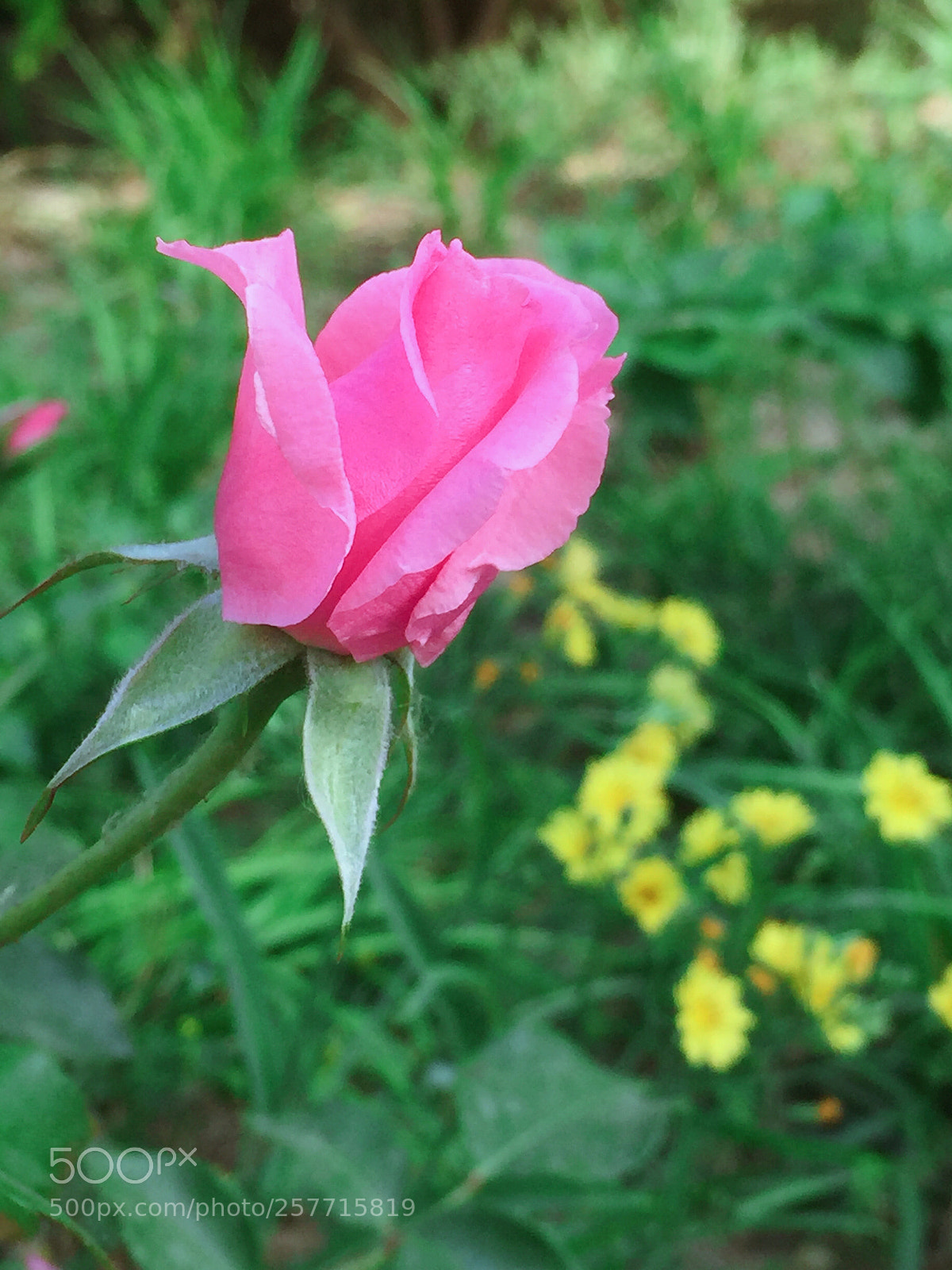 Apple iPhone 6 Plus sample photo. Untitled photography