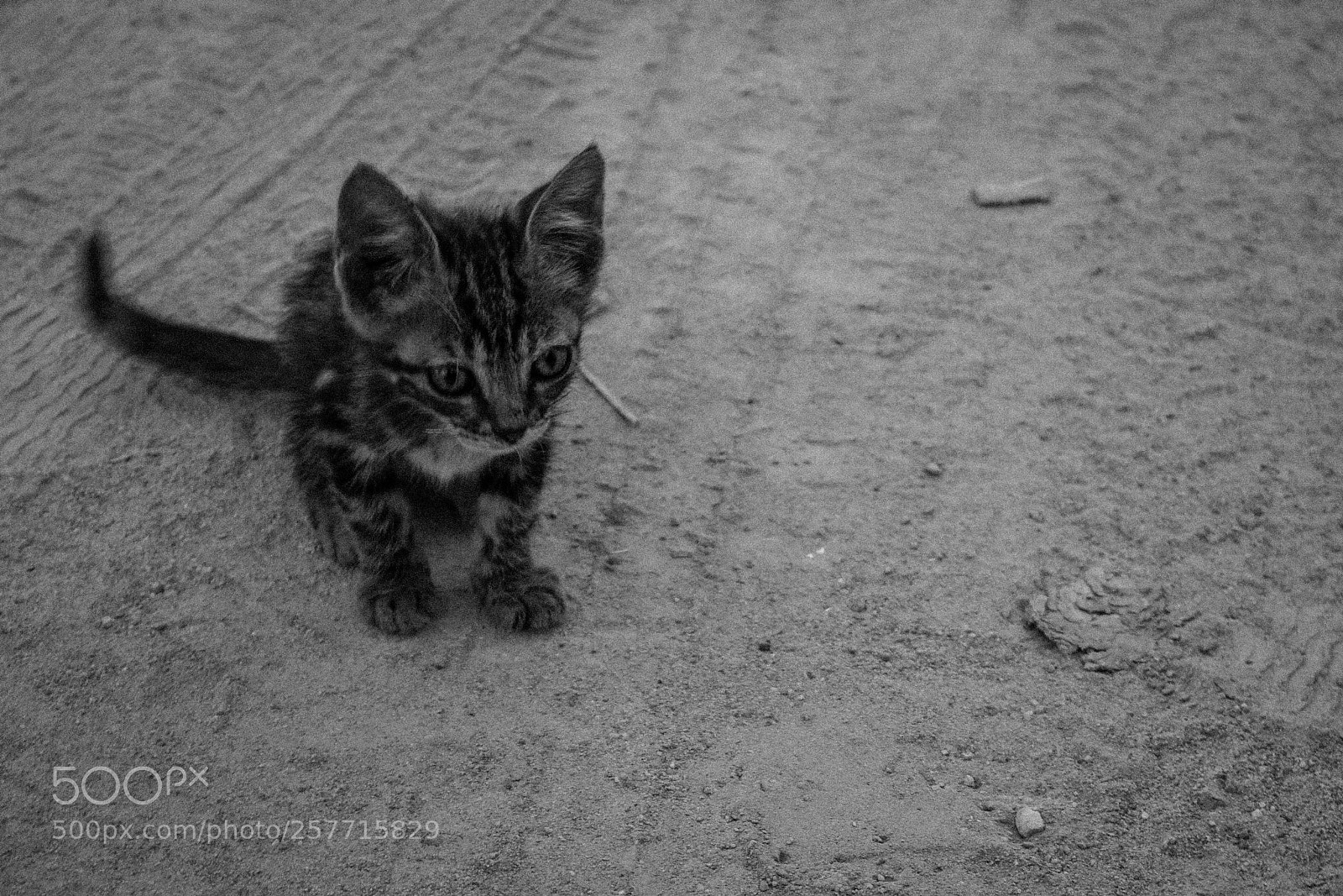 Canon EOS 450D (EOS Rebel XSi / EOS Kiss X2) sample photo. Stray, cyprus photography