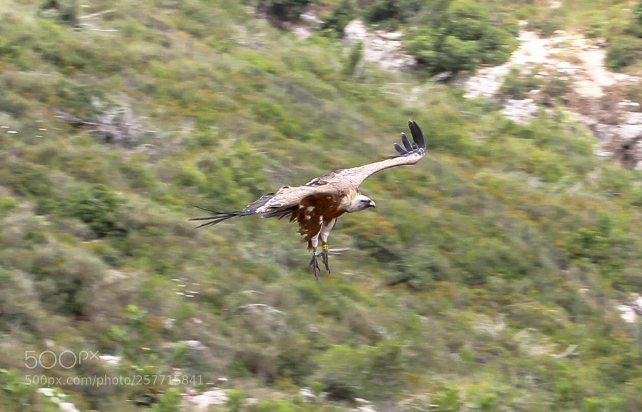 Canon EOS 7D sample photo. Bird of prey photography