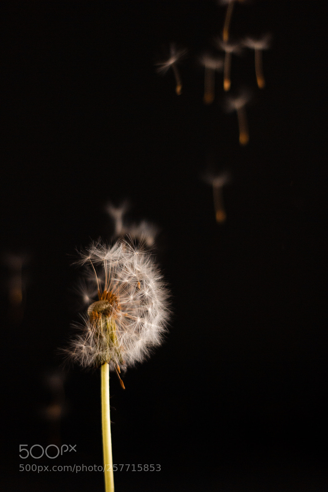Canon EOS 550D (EOS Rebel T2i / EOS Kiss X4) sample photo. Dandelion photography