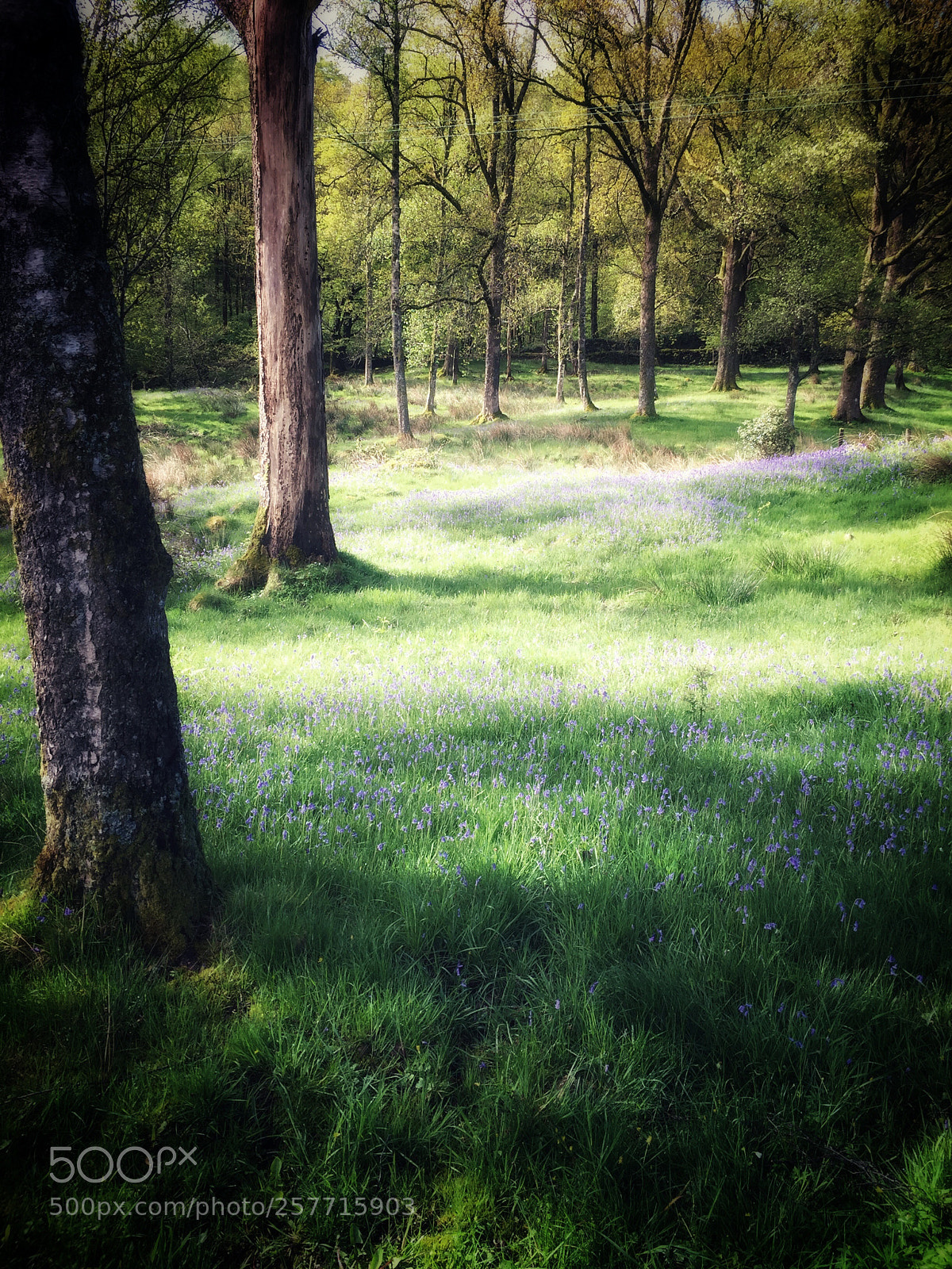 Apple iPhone 6 Plus sample photo. Springtime hiking photography