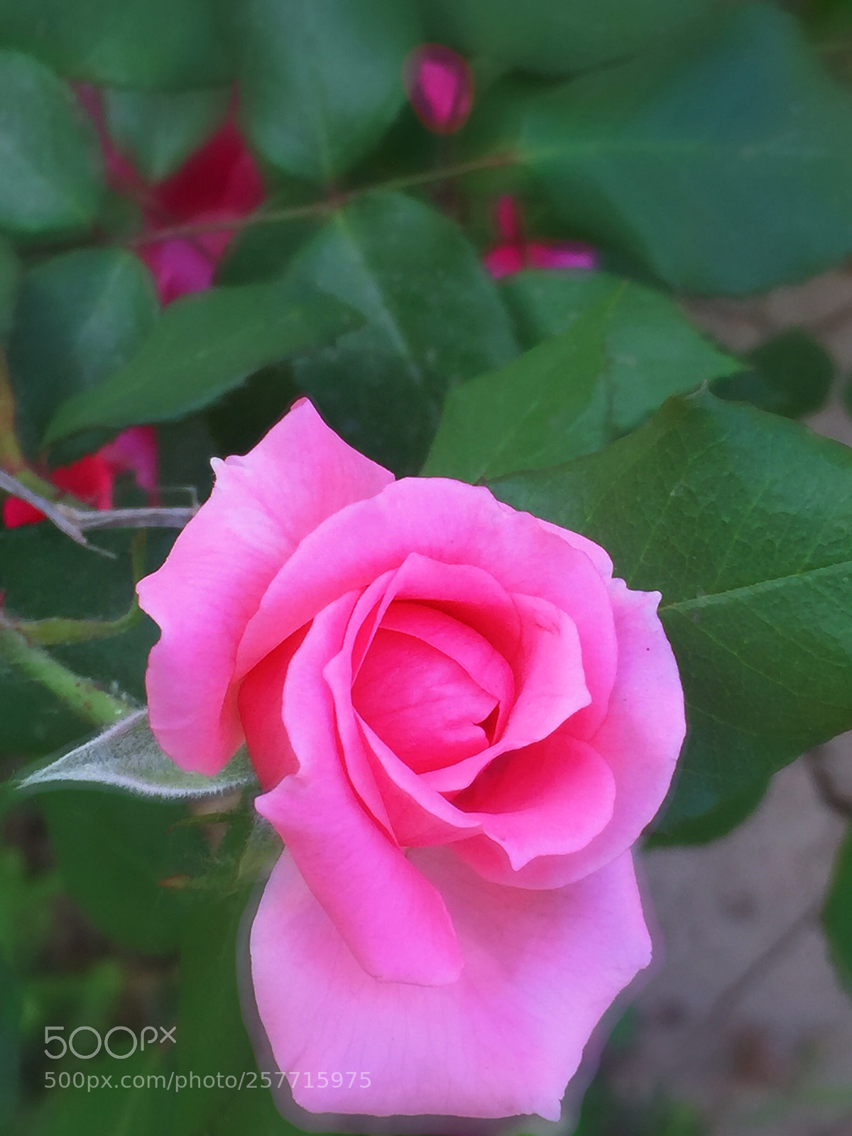 Apple iPhone 6 Plus sample photo. Untitled photography