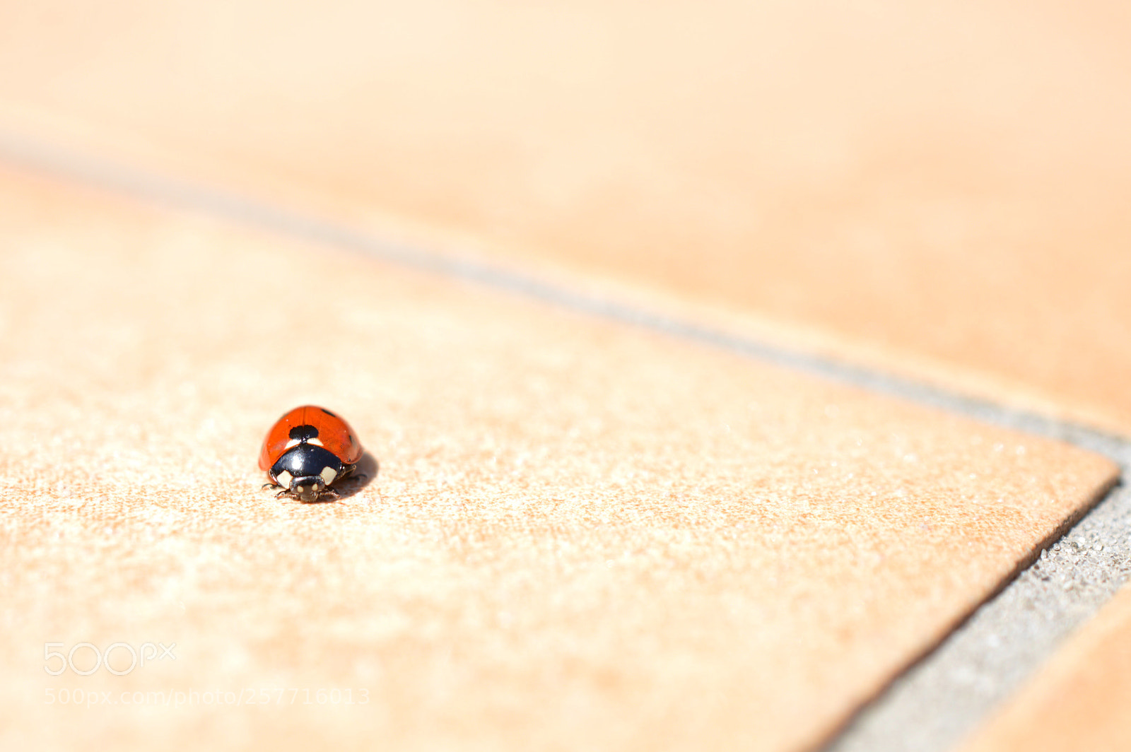 Nikon D3200 sample photo. ⋆⋆the happy jinx⋆⋆⋆ladybug ⋆⋆ photography