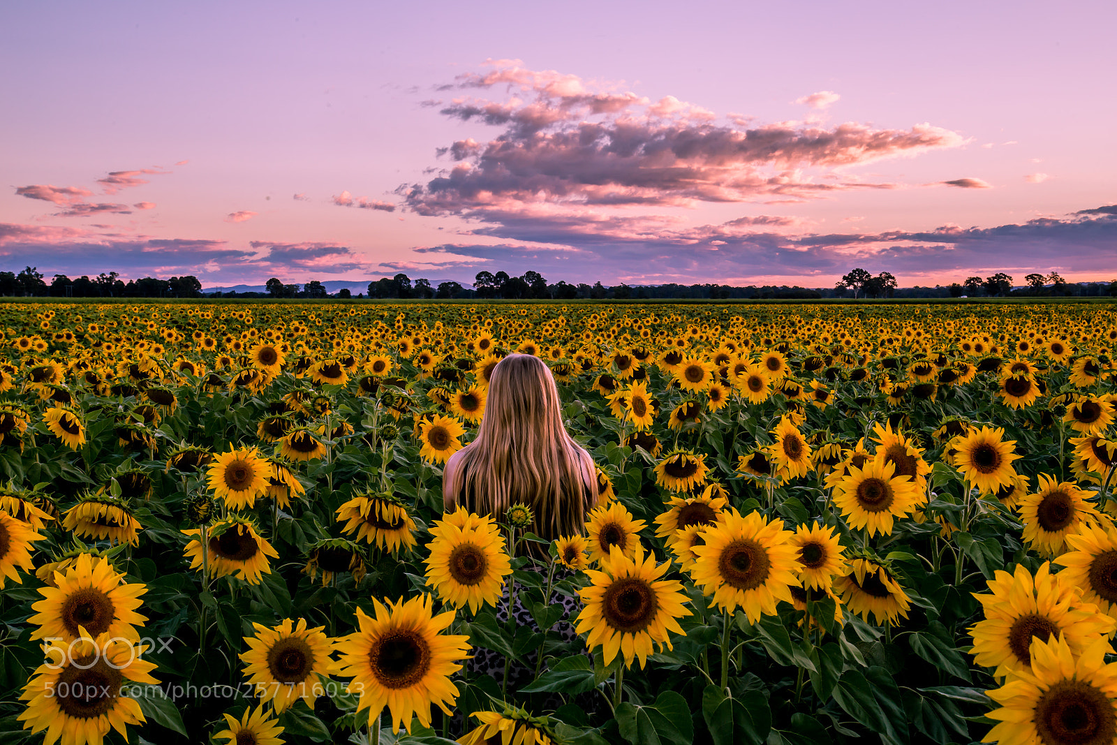 Canon EOS 6D sample photo. Sunflowers photography