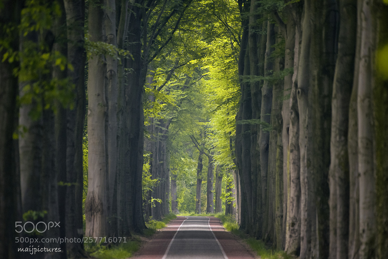 Nikon D750 sample photo. Road photography