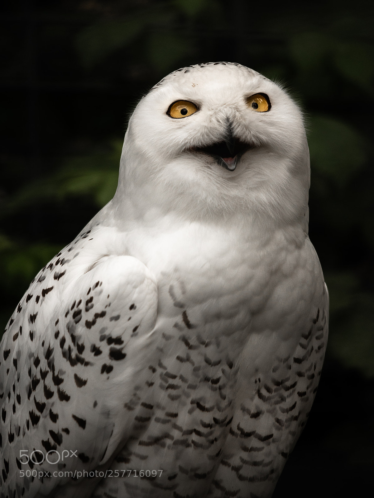 Nikon D750 sample photo. Bubo scandiacus - snowy photography
