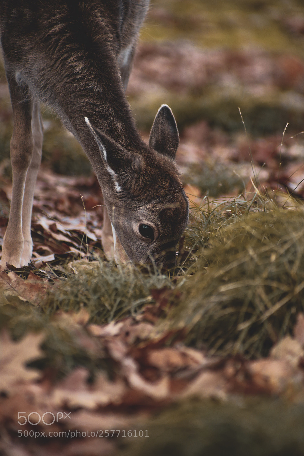 Canon EOS 6D sample photo. Fawn in fall photography