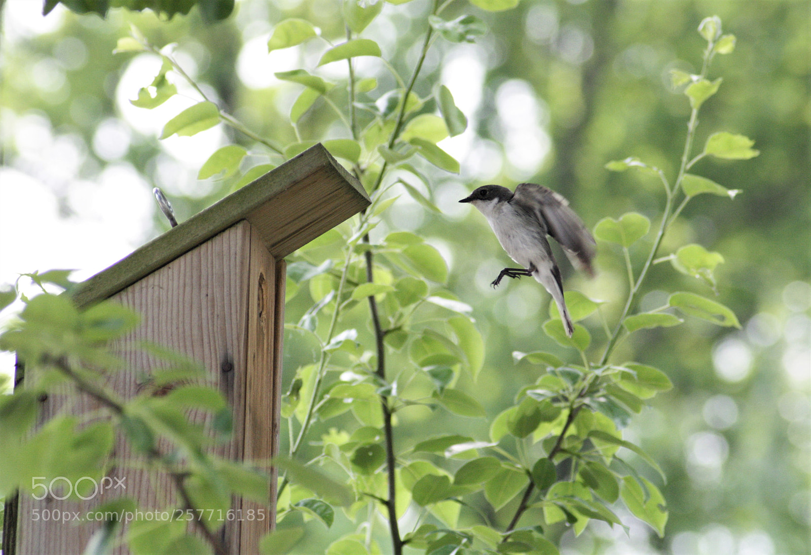 Canon EOS 1000D (EOS Digital Rebel XS / EOS Kiss F) sample photo. European pied flycatcher photography