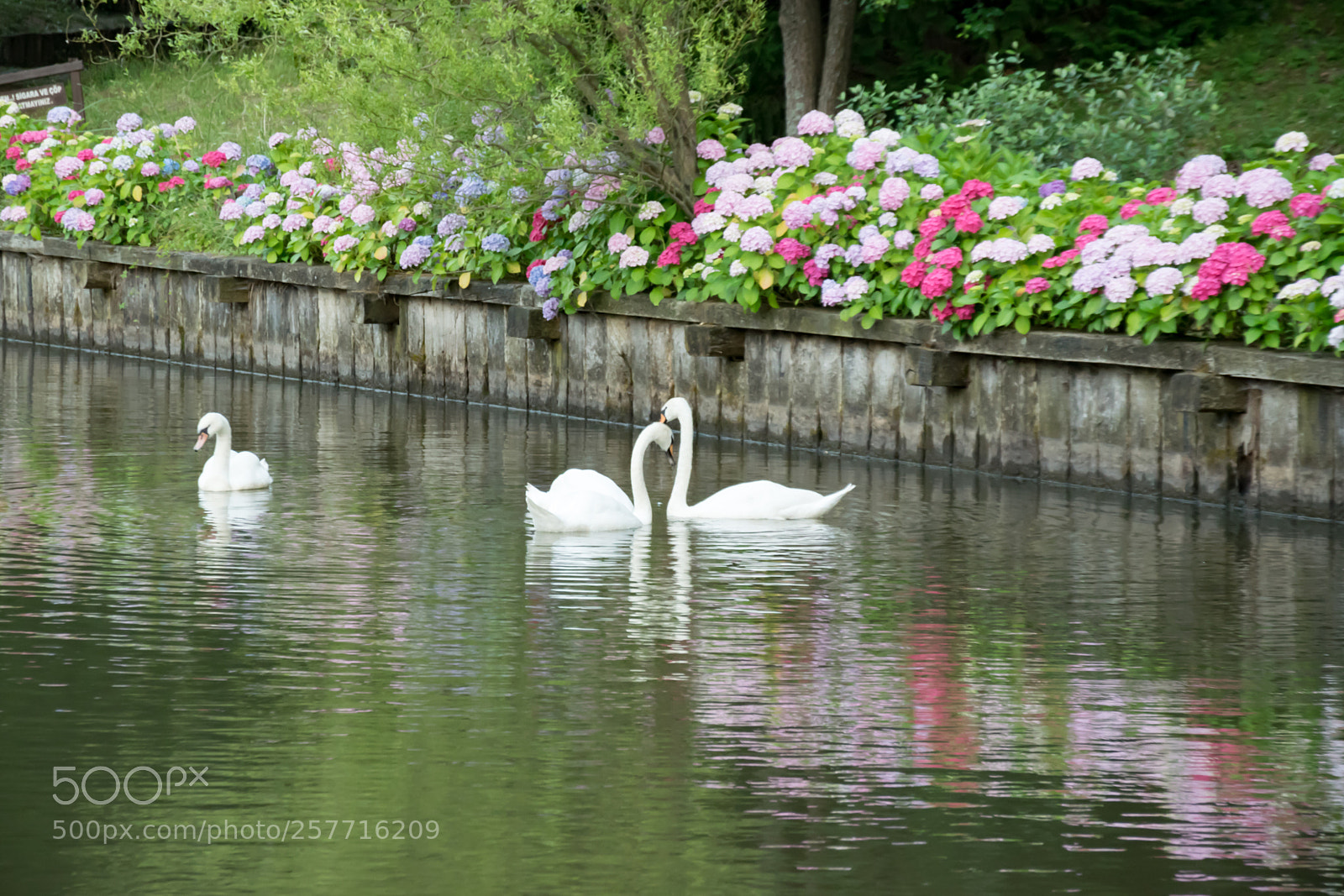 Nikon D5300 sample photo. Swan lake photography