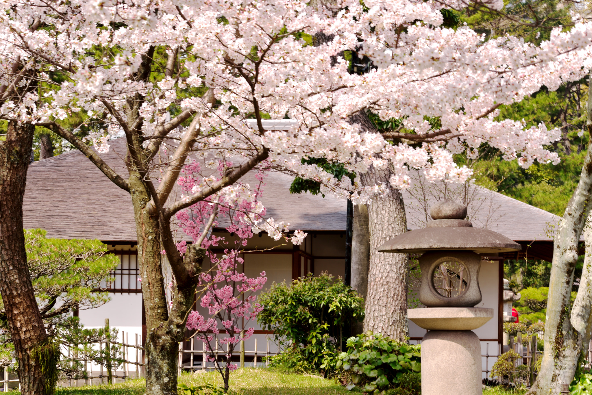 Sigma 105mm F2.8 EX DG OS HSM sample photo. Sakura photography
