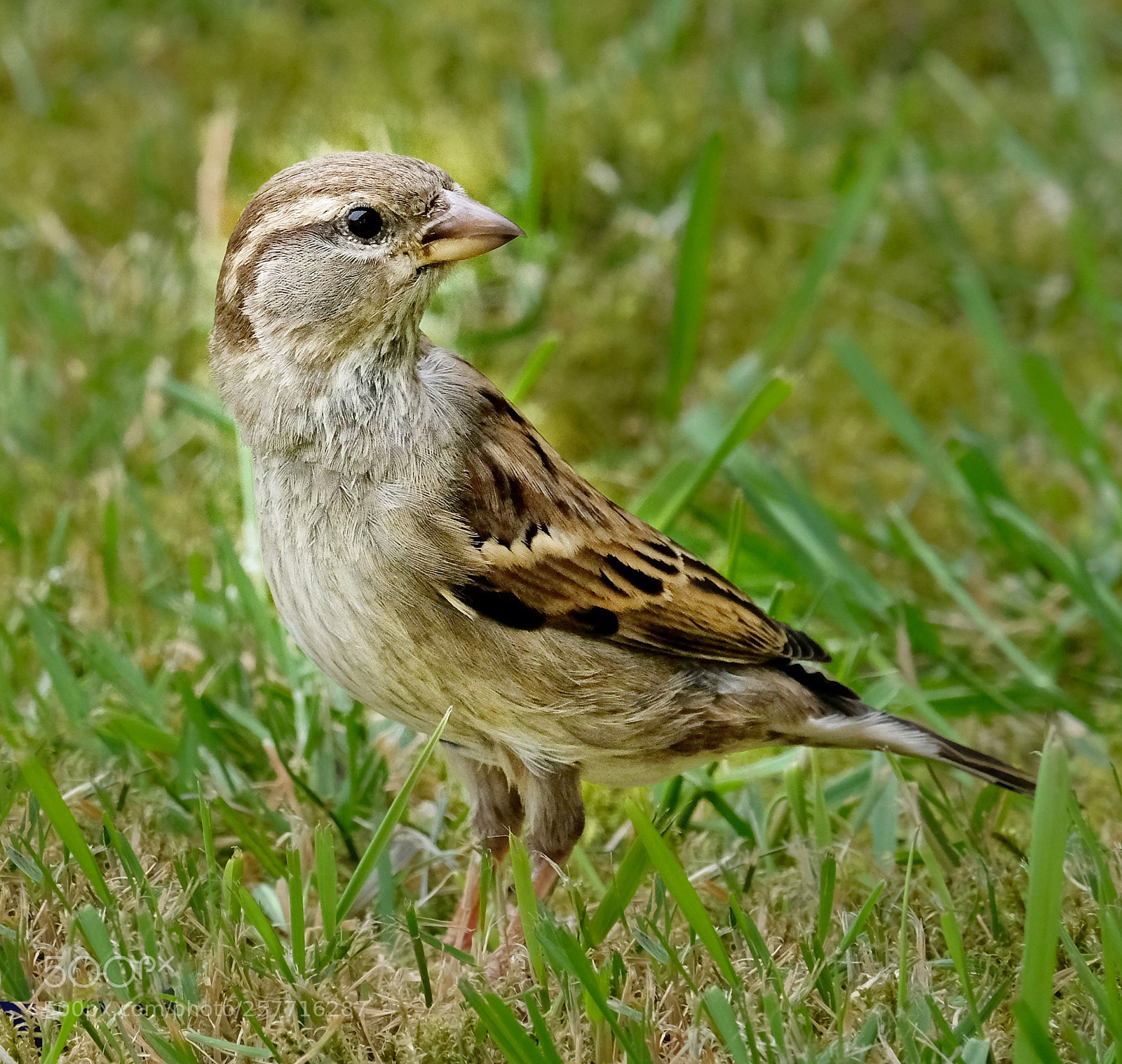 Fujifilm X-T20 sample photo. "female house sparrow". photography