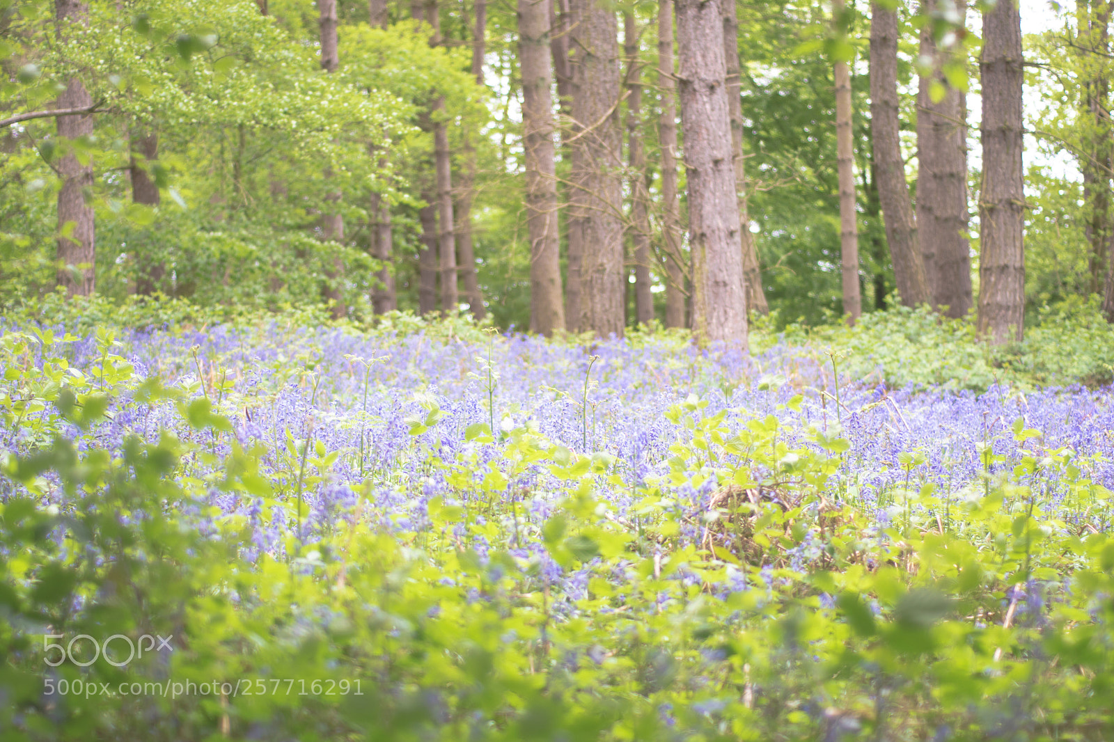 Nikon D5600 sample photo. Bluebell woods photography