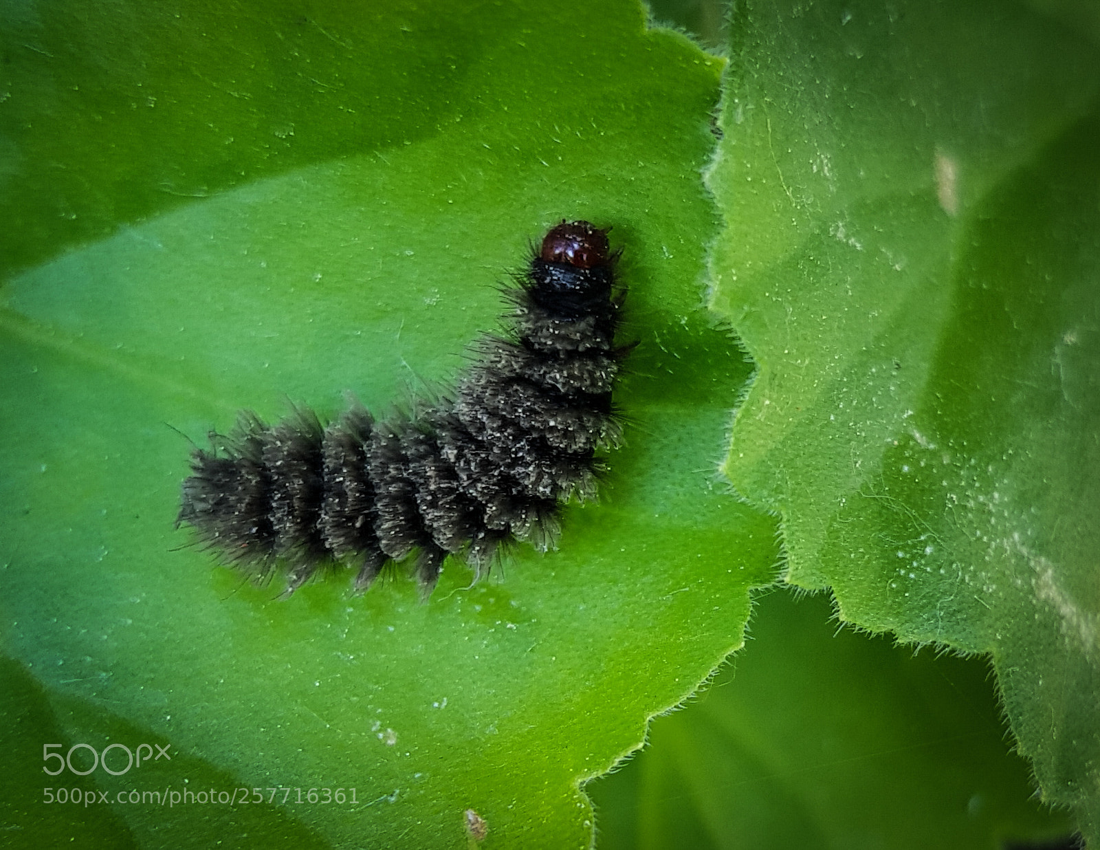 Samsung Galaxy S8 sample photo. Caterpillar photography