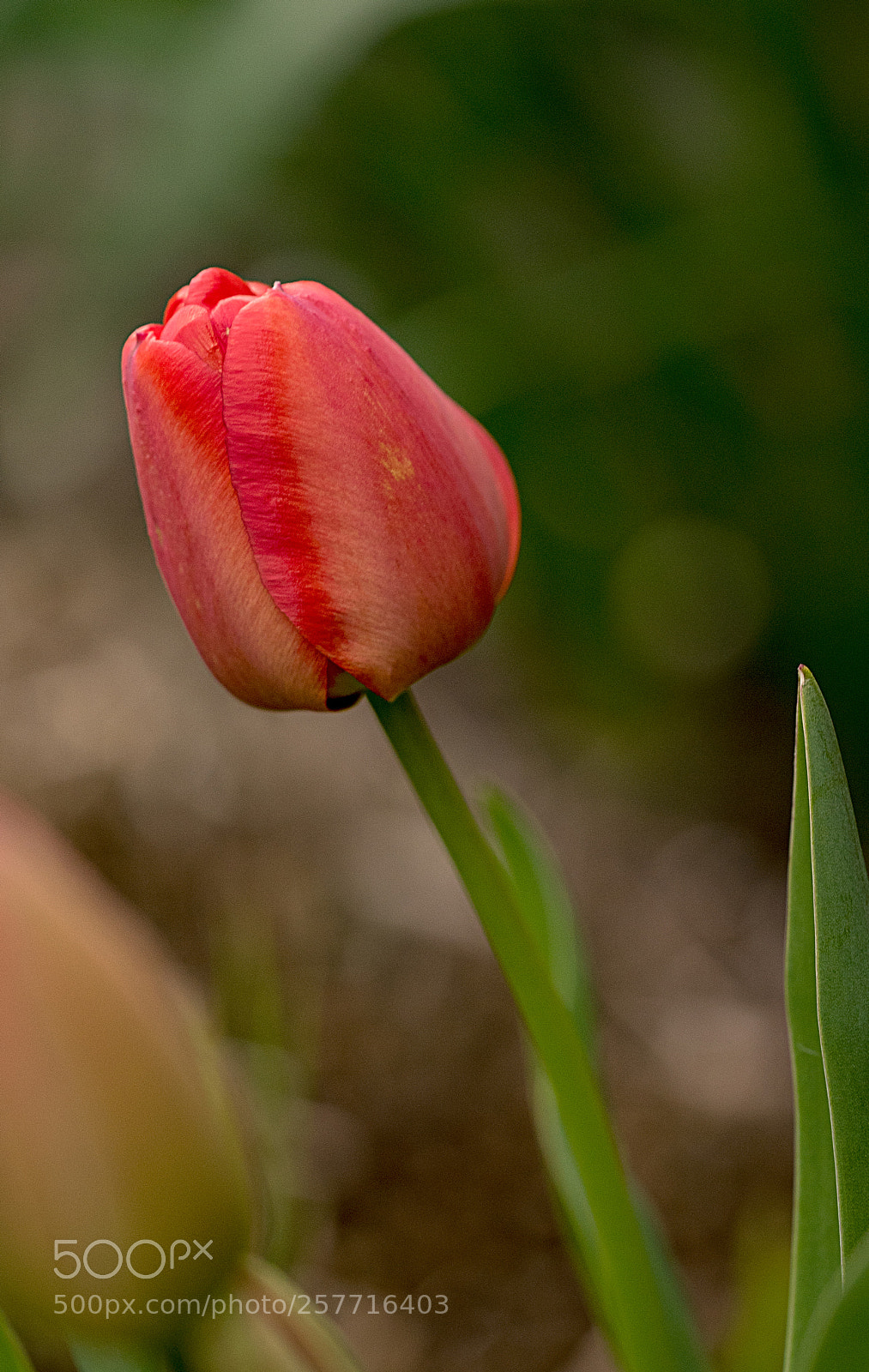 Nikon D750 sample photo. Tulip photography