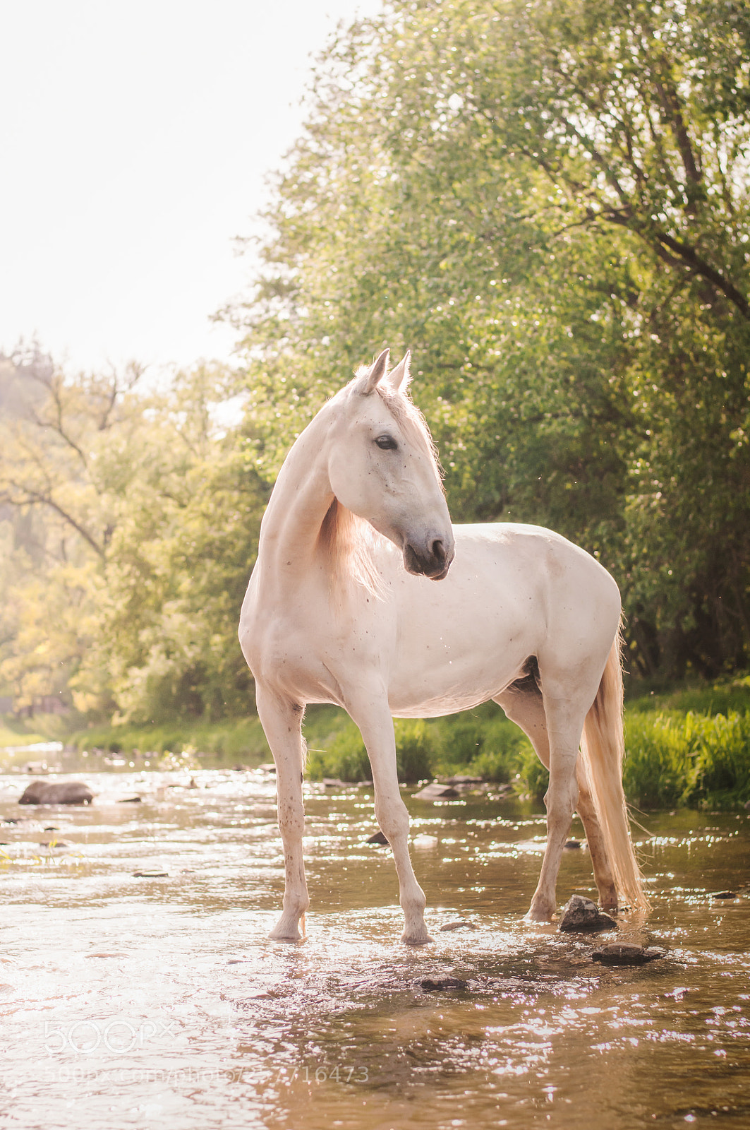 Nikon D300S sample photo. Oldkladruber mare photography