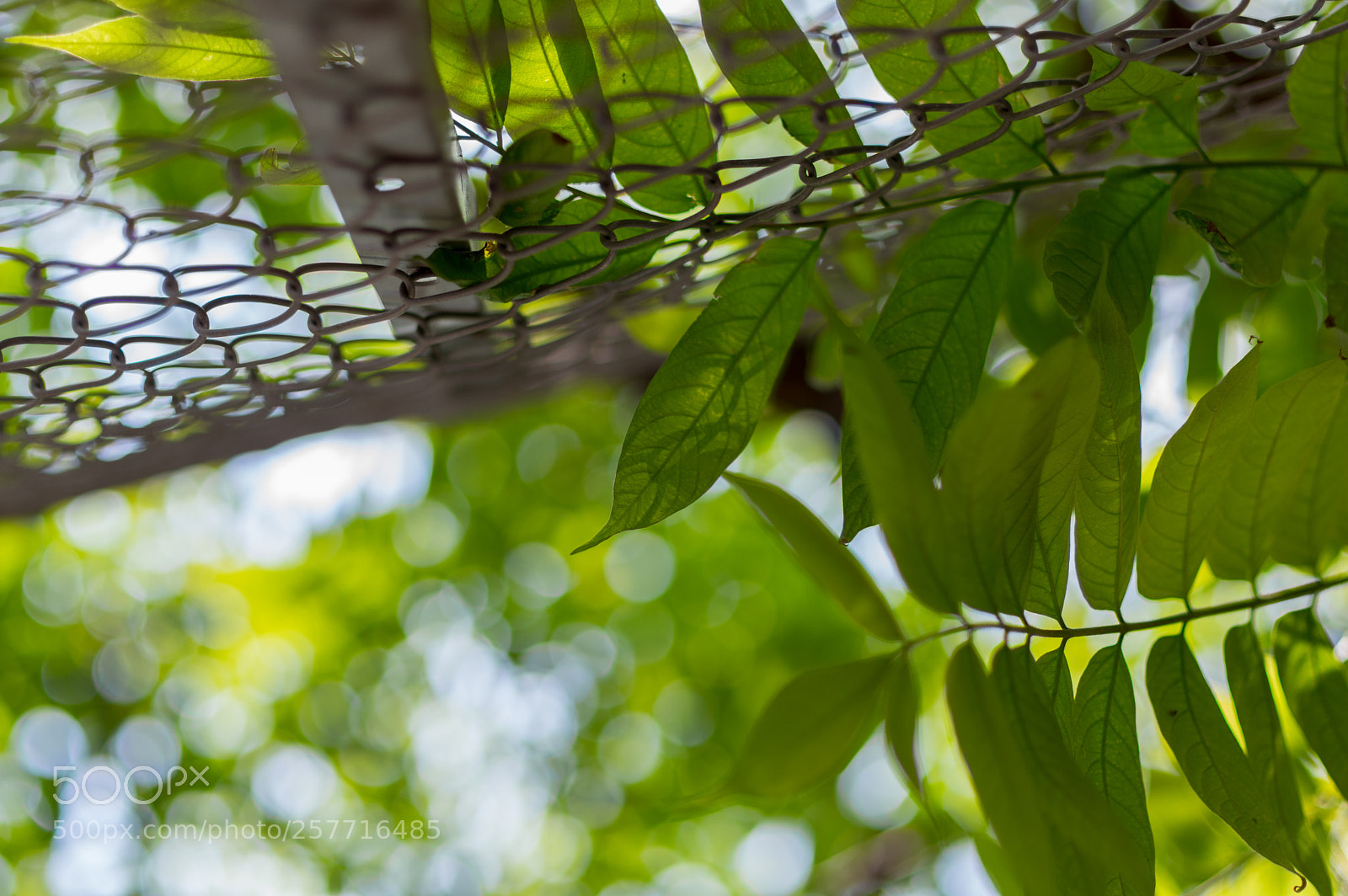 Pentax K-3 sample photo. Summer photography