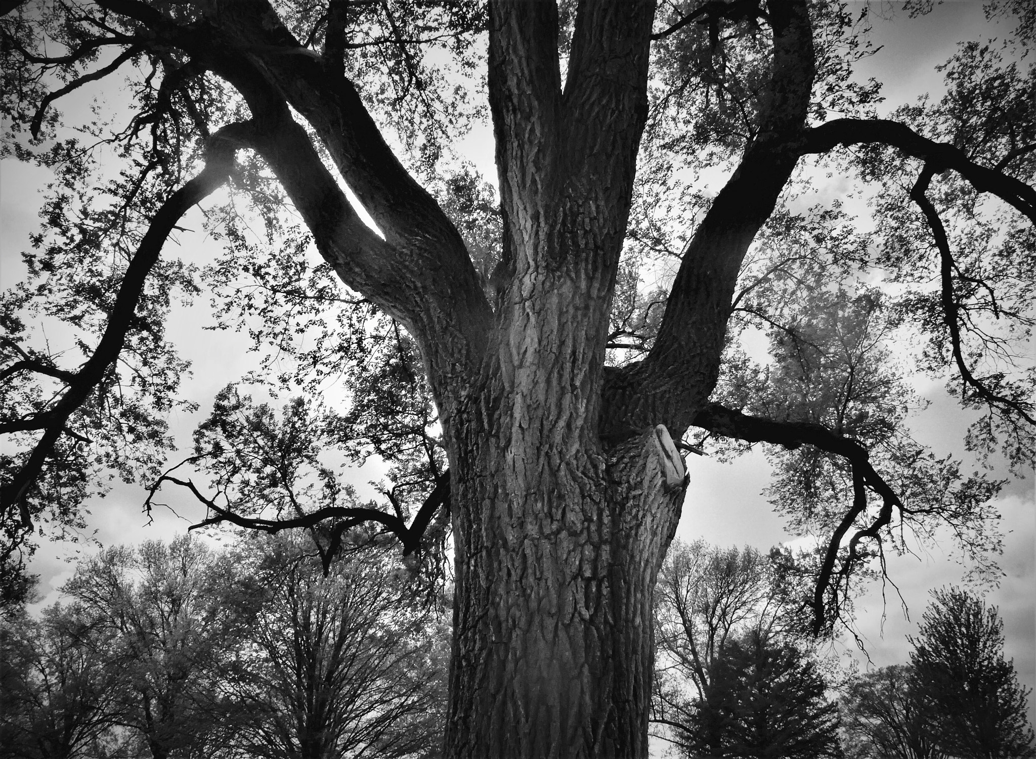 Leica C (Typ 112) sample photo. Morning  light photography