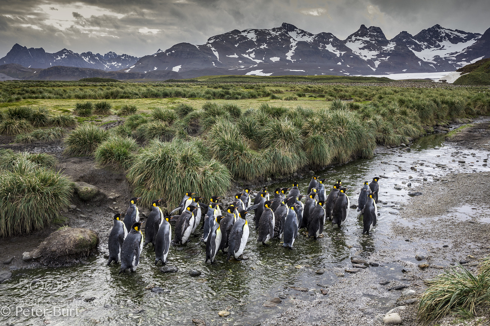 Canon EOS 5D Mark IV sample photo. King penguin landscape photography