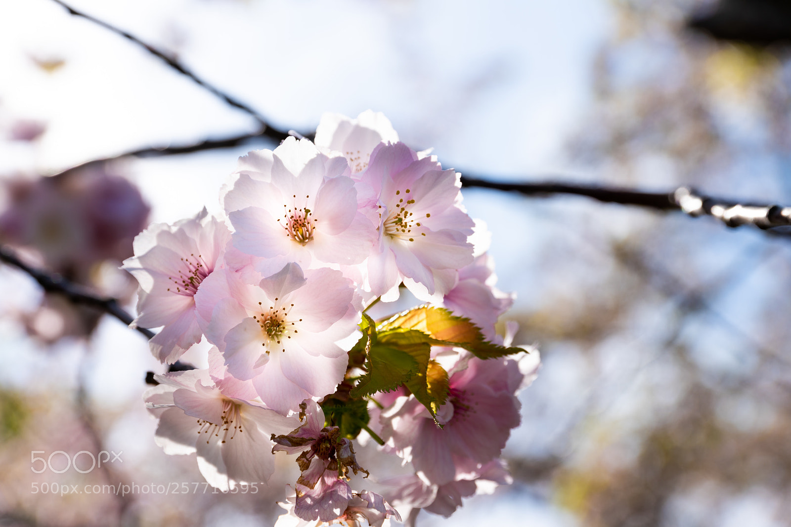 Sony a7R III sample photo. Cherry blossoms photography