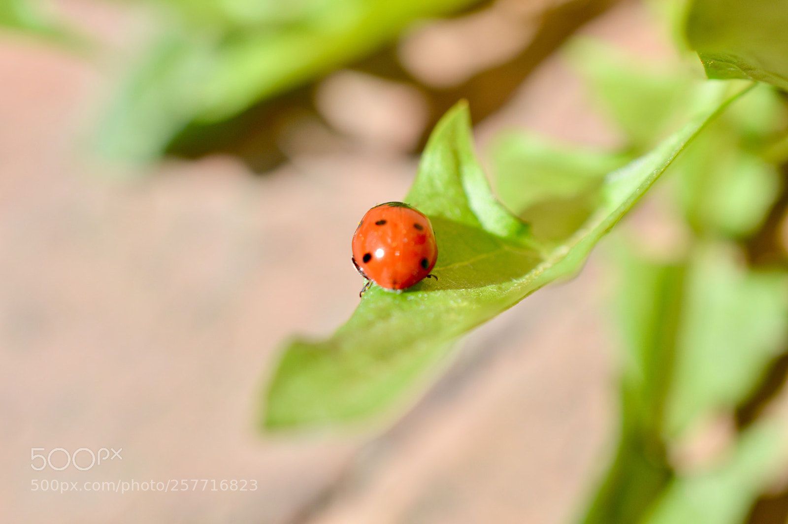 Nikon D3200 sample photo. Ladybug photography