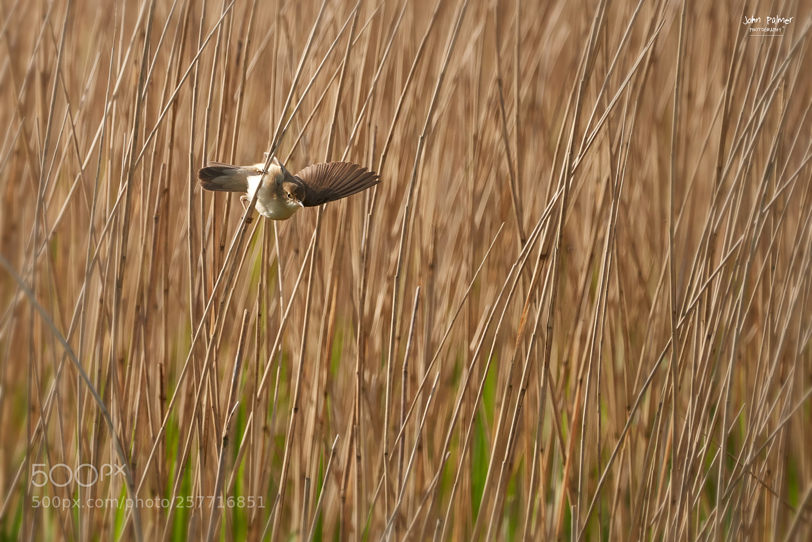 Nikon D810 sample photo. Reed warbler photography